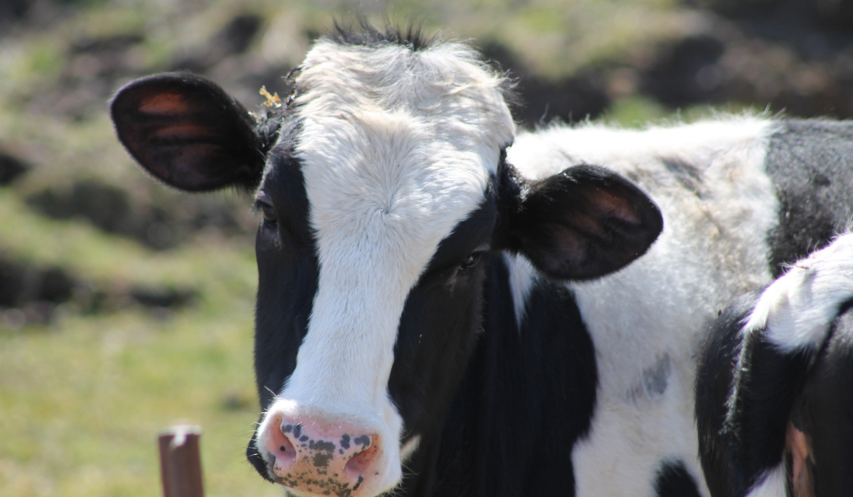 Should Cows Eat Corn? Farmhouse Guide