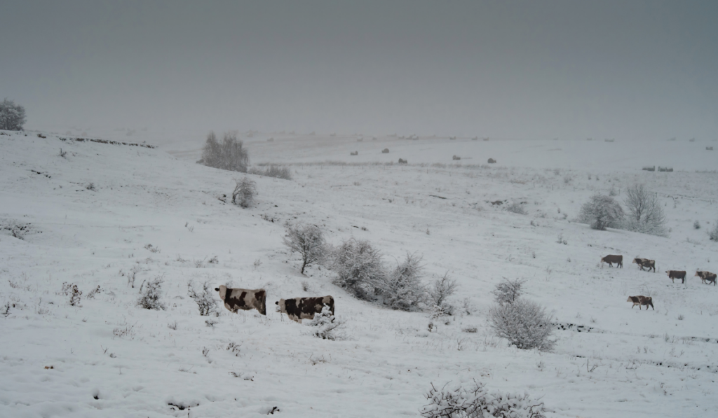 cows on snow land