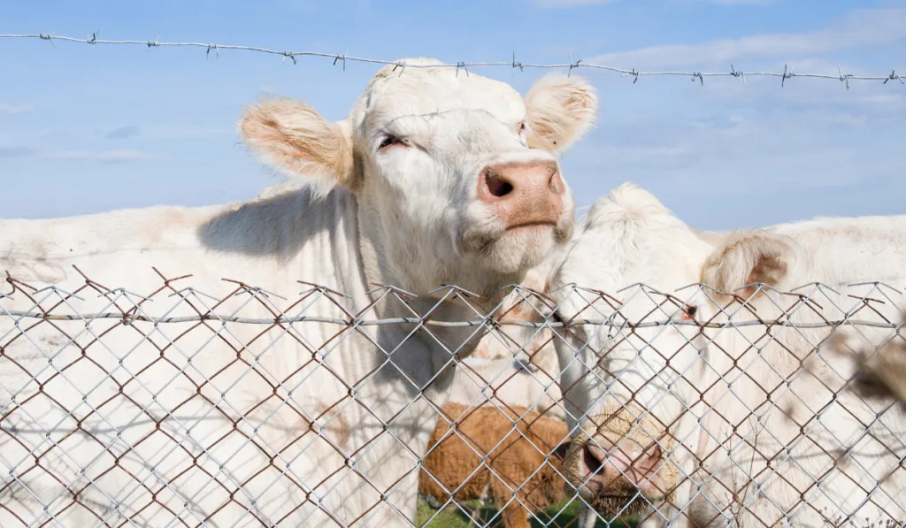 Cows farming free open range lawn meadow grass green grazing pasture electric fence tape

