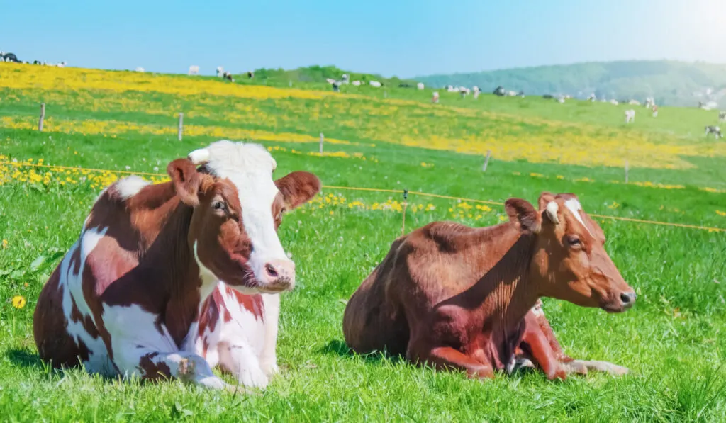 Cows grazing on a green summer meadow under blue clear sky 