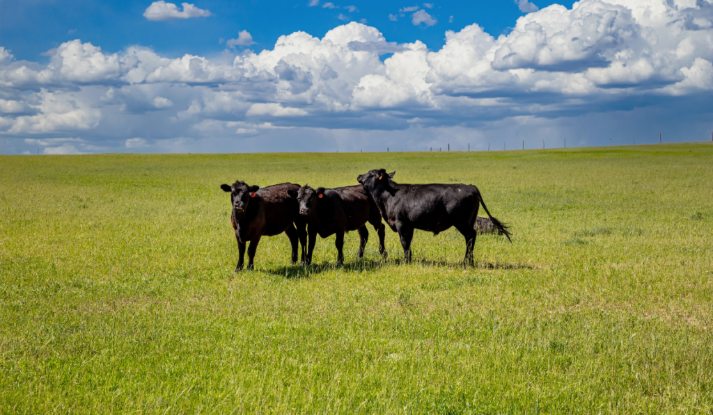 three black angus cow on grassy fields
