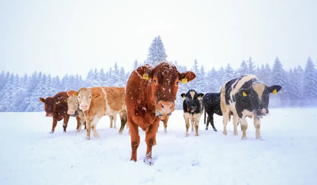 herd of cows in snow and pine trees