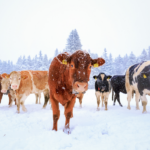 Do Cows Get Cold?