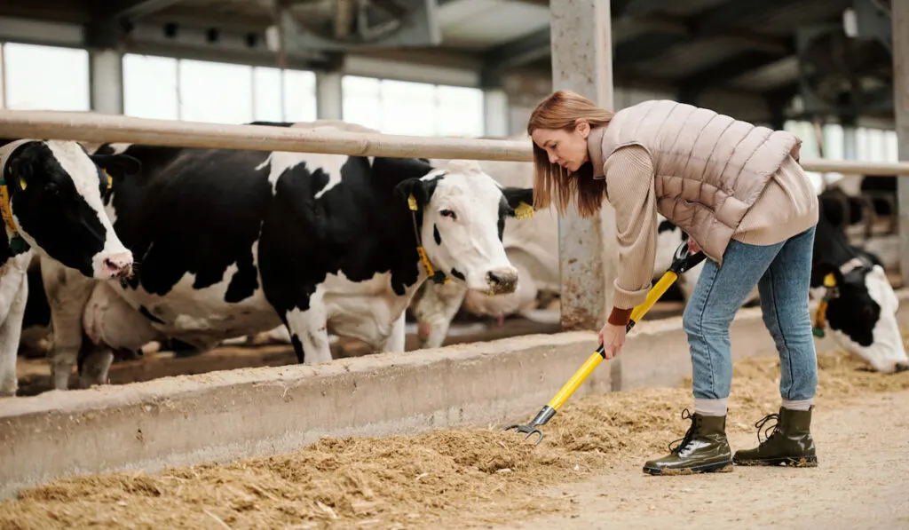 Cowshed employee preparing hay for cows