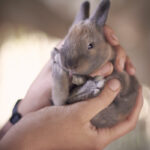 13 Cutest Small Rabbit Breeds