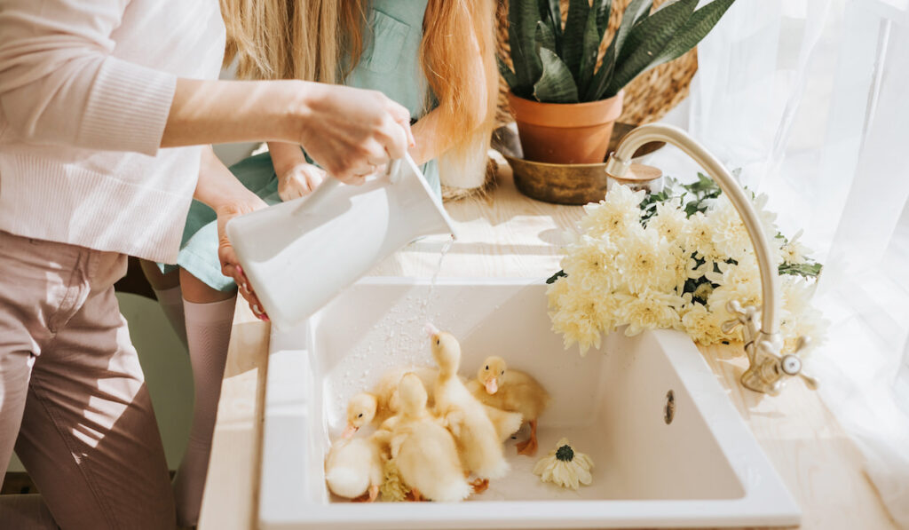 Crop photo of lady preparing ducks for bath inside the house