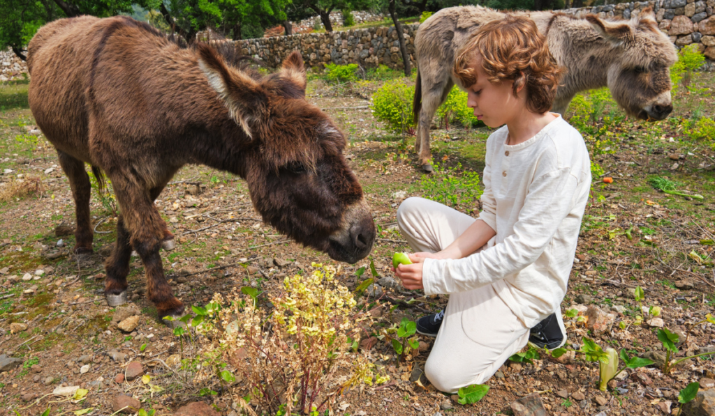 Cute boy feeding donkey with apple in zoo