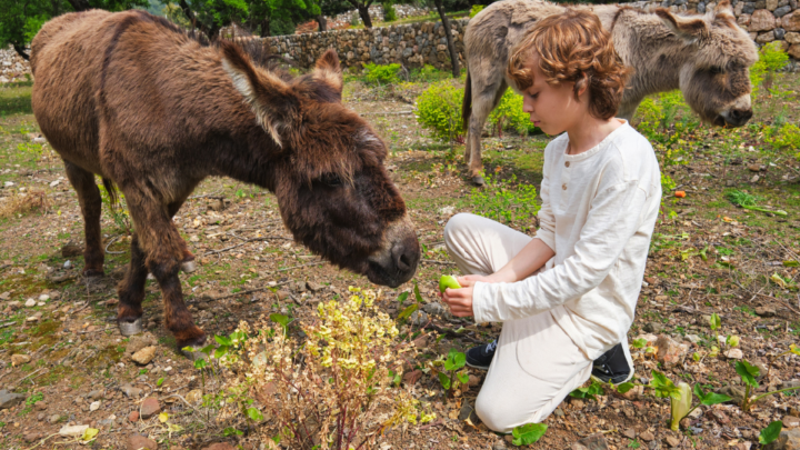 Cute-boy-feeding-donkey-with-apple-in-zoo