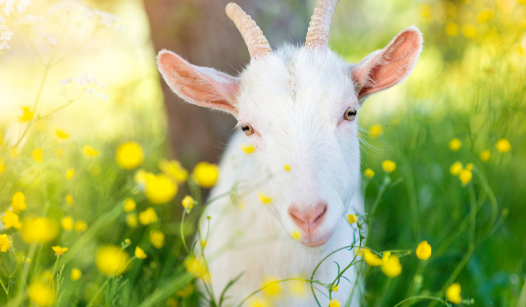 Cute goat in nature