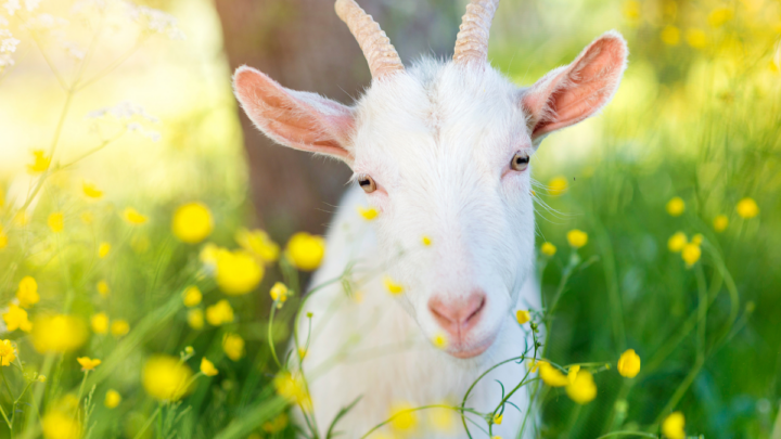 Cute-goat-in-nature