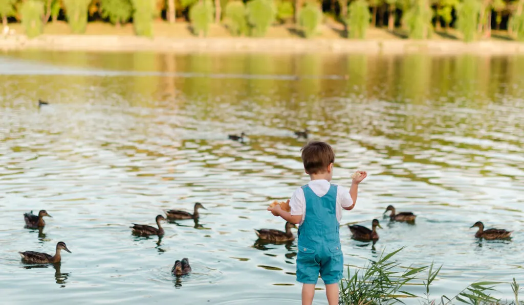 Cute little boy feeding ducks on the pond