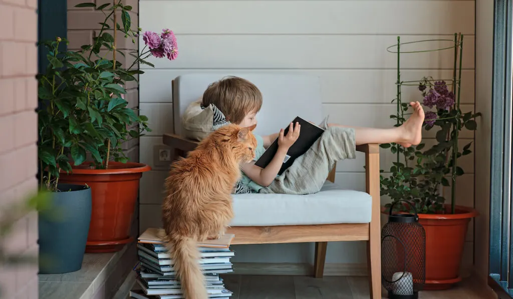 Cute preschool boy reading book sitting on a cozy chair in light balcony with his furry friend 