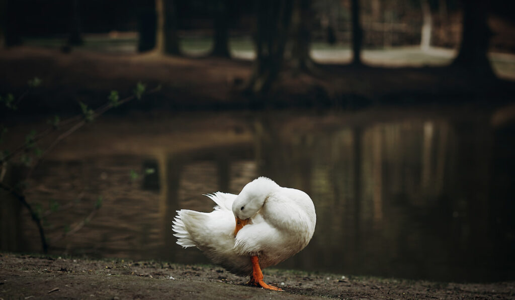 Cute white duck standing on dirt ground near pond in the countryside 