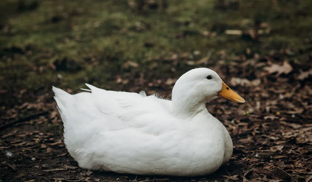 Cute white duck standing on dirt ground near pond in the countryside