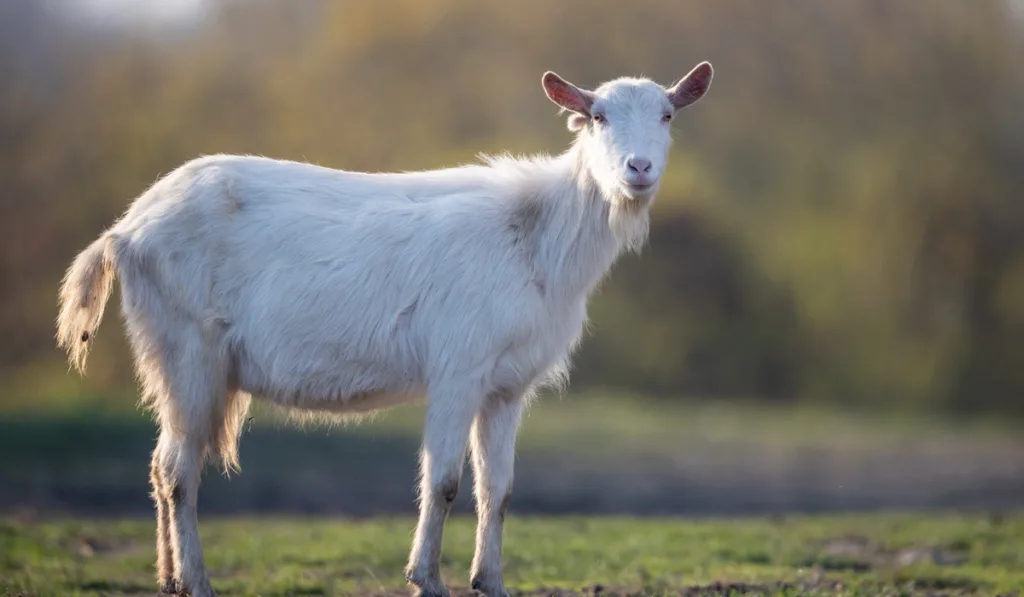 Cute white saanen goat