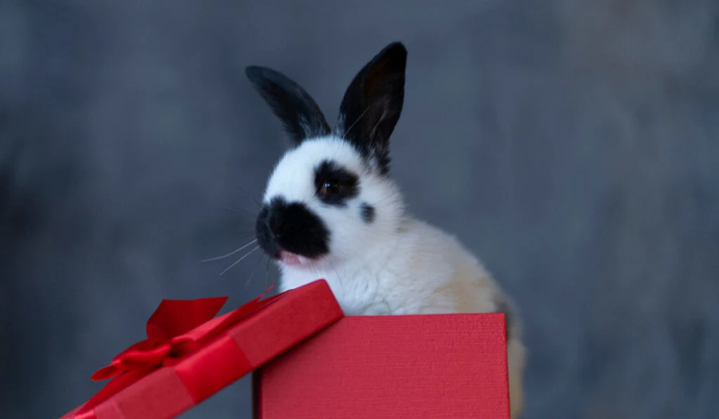 Czech Spot rabbit sits in a red box gray background