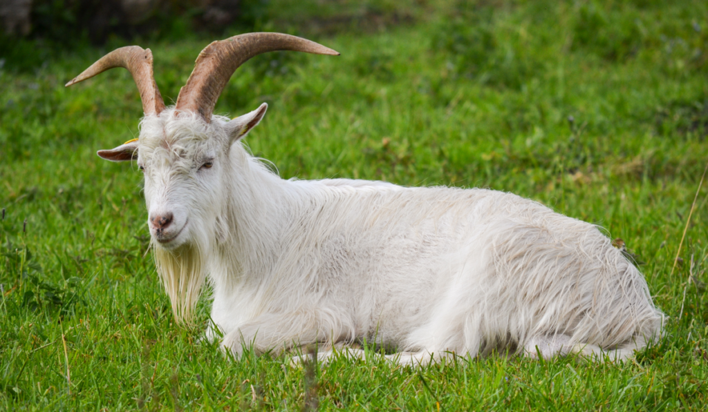 white goat sitting in the grass