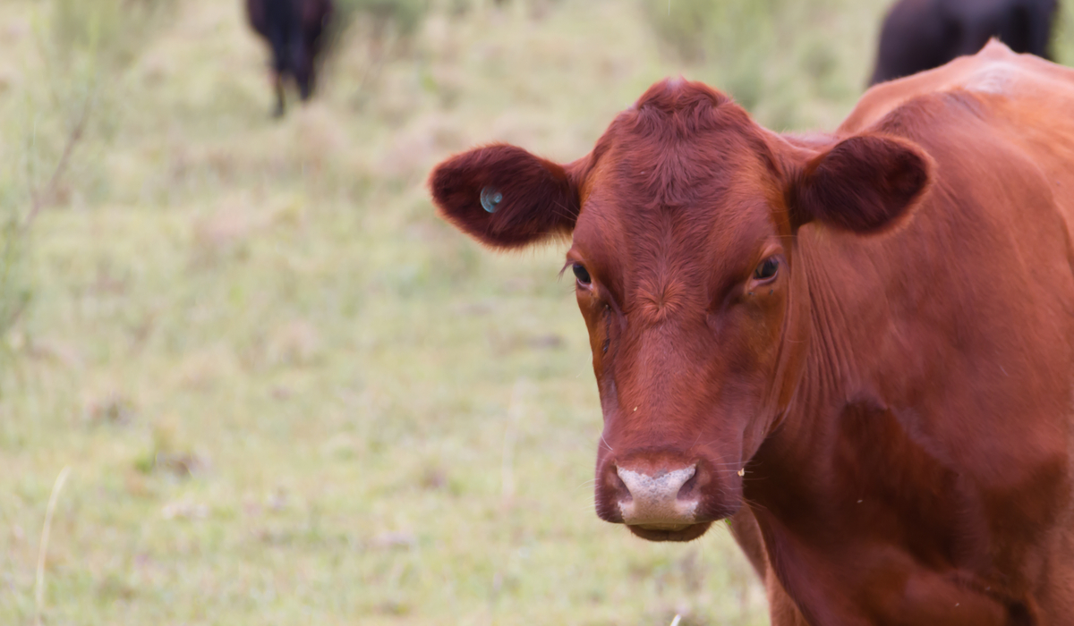 9 Red Cow Breeds Farmhouse Guide