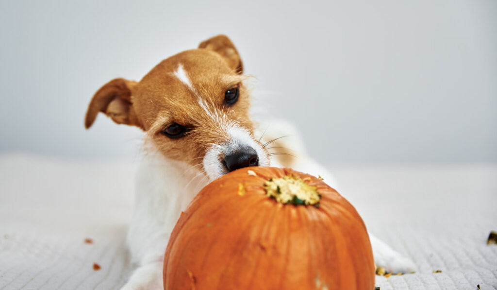 Dog gnaws orange pumpkin indoors on white background
