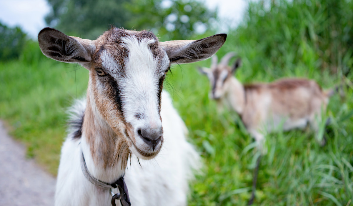 Can Goats Eat Oats? Farmhouse Guide