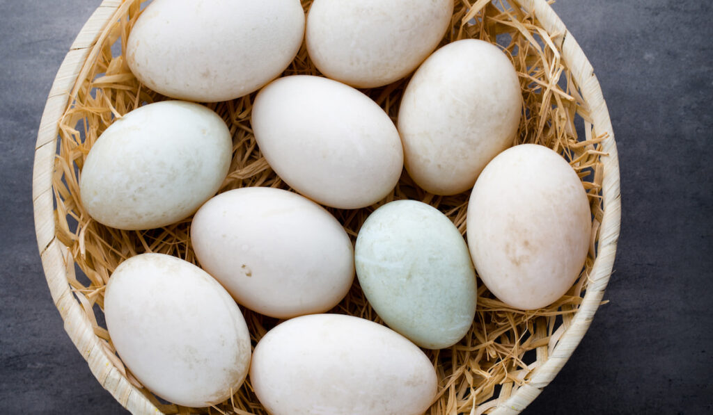 Duck eggs on a cage gray background 