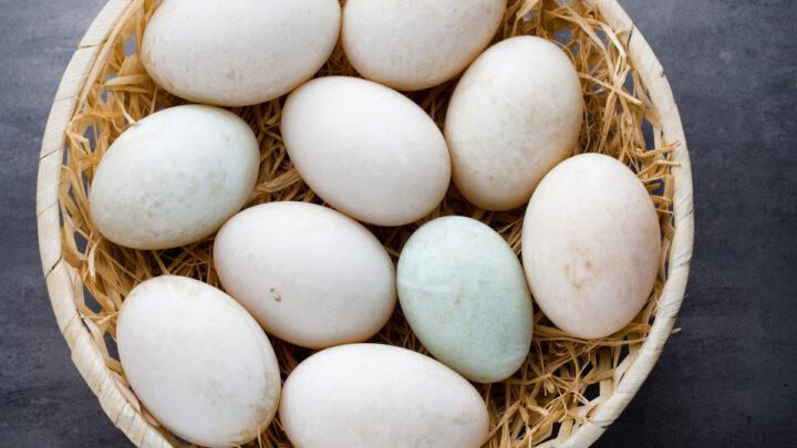 Duck-eggs-on-a-cage-gray-background
