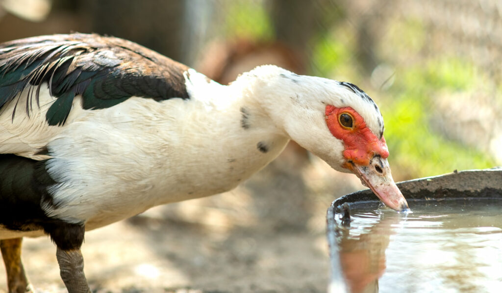 Duck feed on traditional rural barnyard 