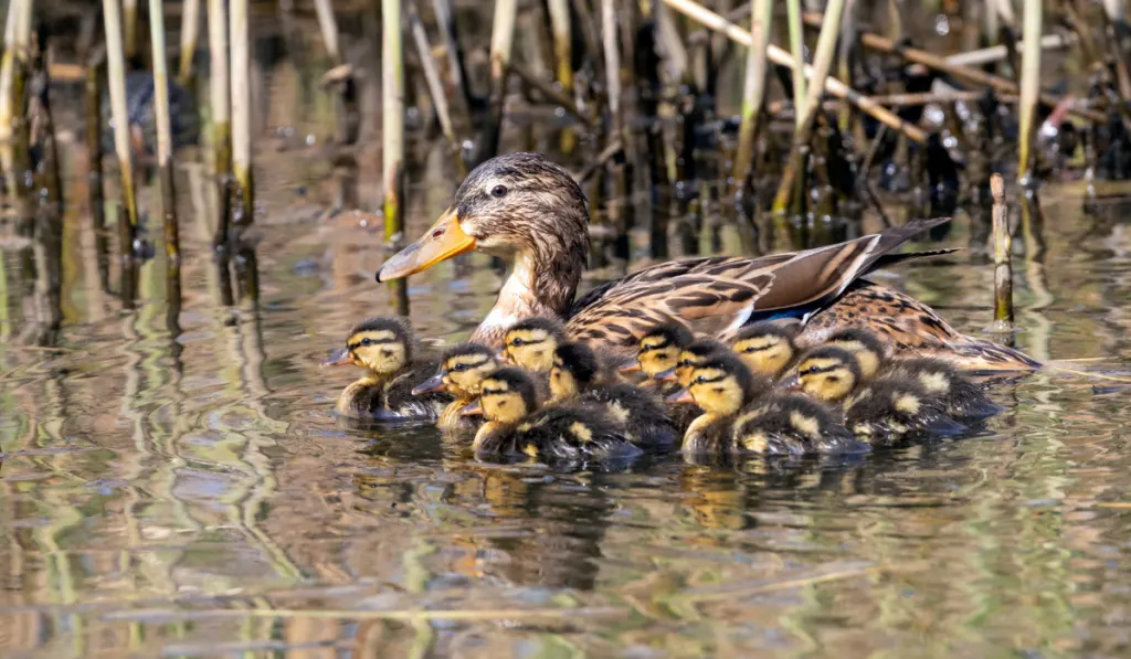 Duck with ducklings in pond
