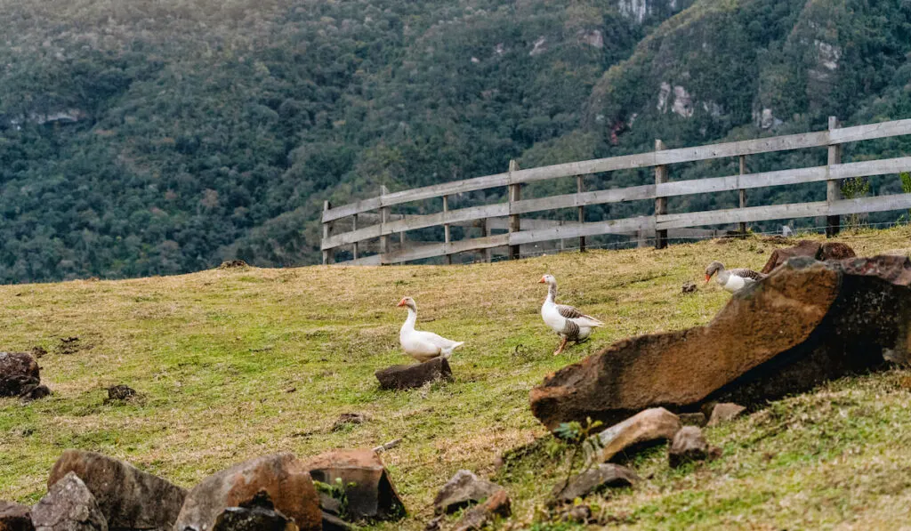 Ducks in the farm