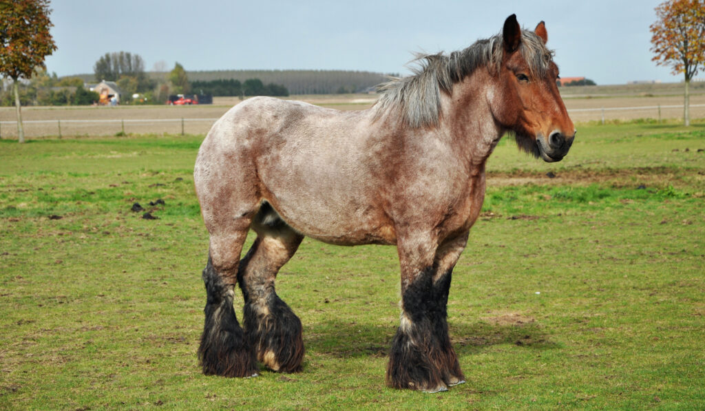 Dutch Draft Horse standing on meadow 