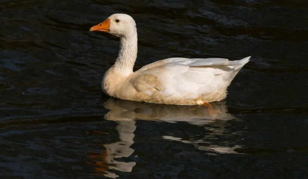 Emden Geese swimming in a pond