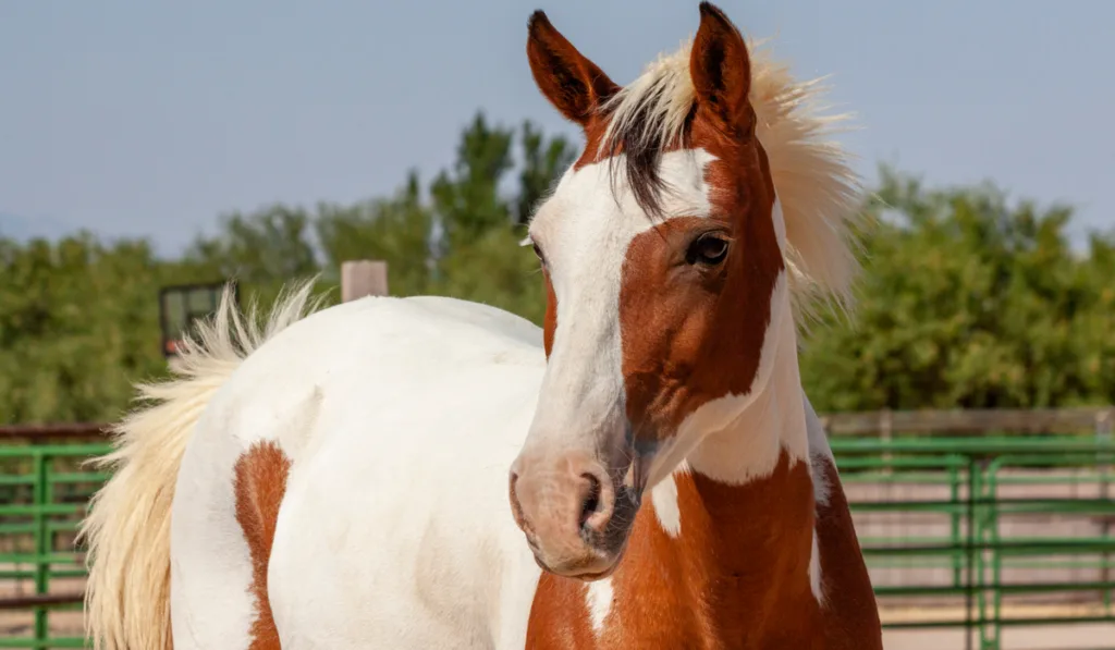 Endangered Spanish Barb horse mare in season looking for her stallion.