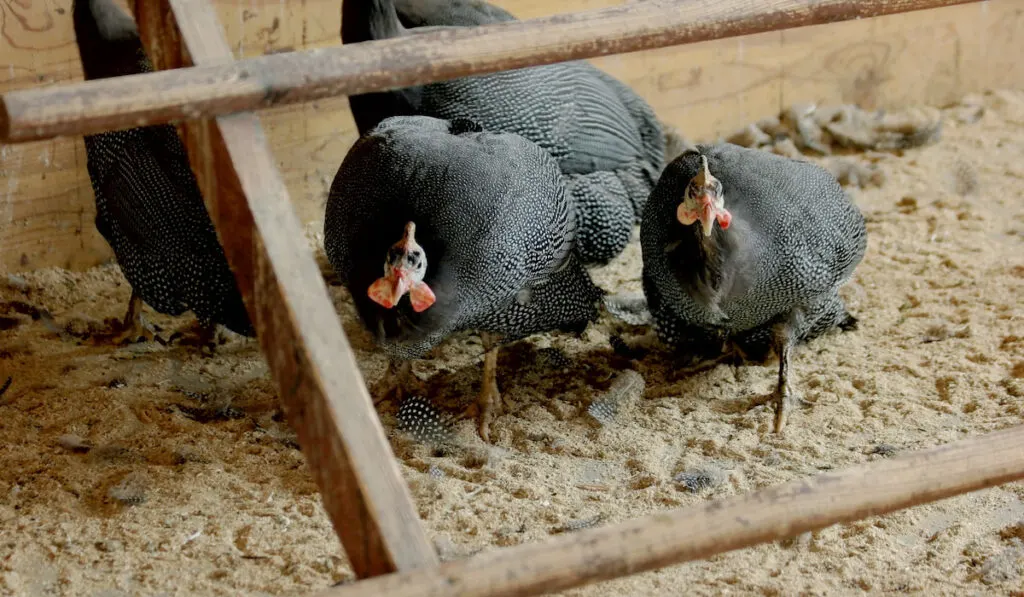 Farm pheasants in cage 