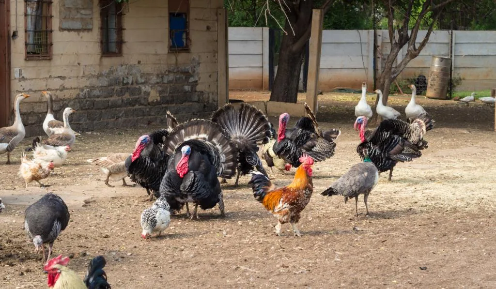 chickens, turkeys, ducks roaming at the backyard
