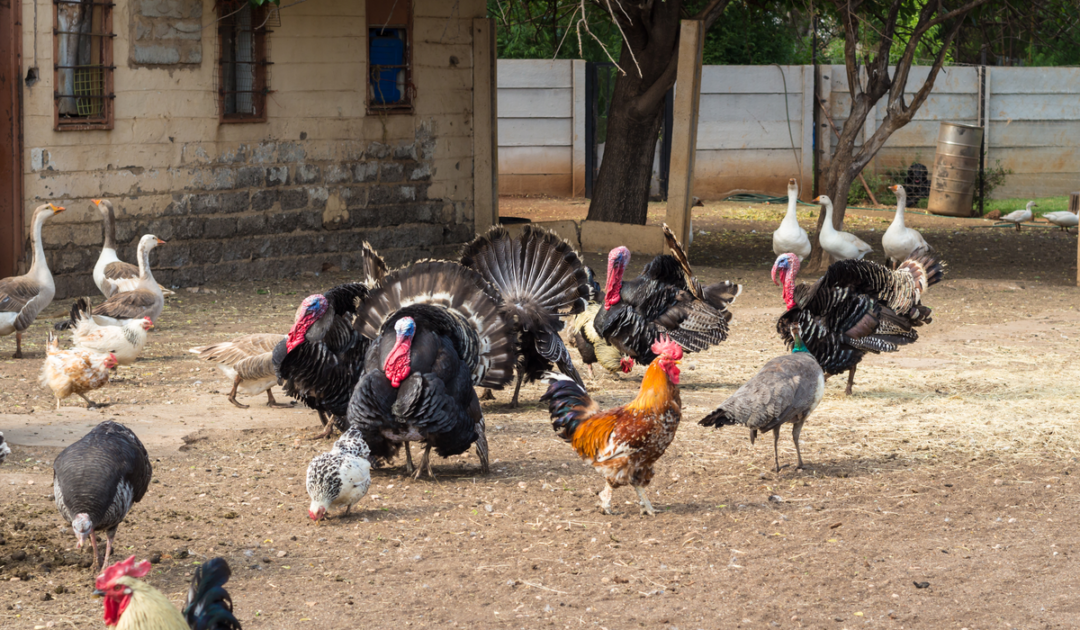Can Turkeys Mate With Chickens? Farmhouse Guide