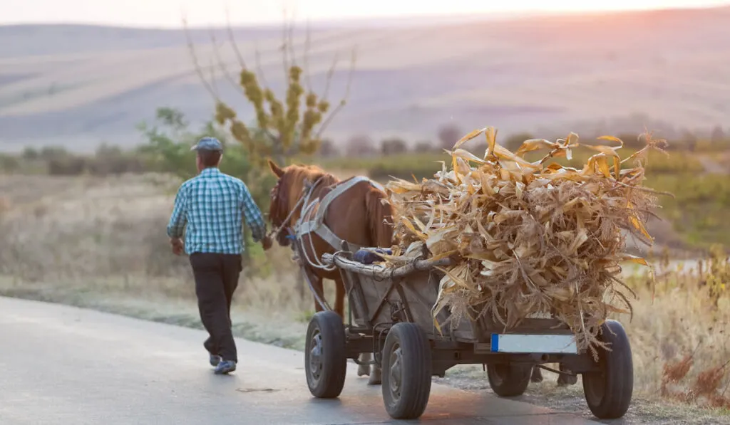 Farmer carries dried corn leaves on a horse drawn cart at sunset, back view 