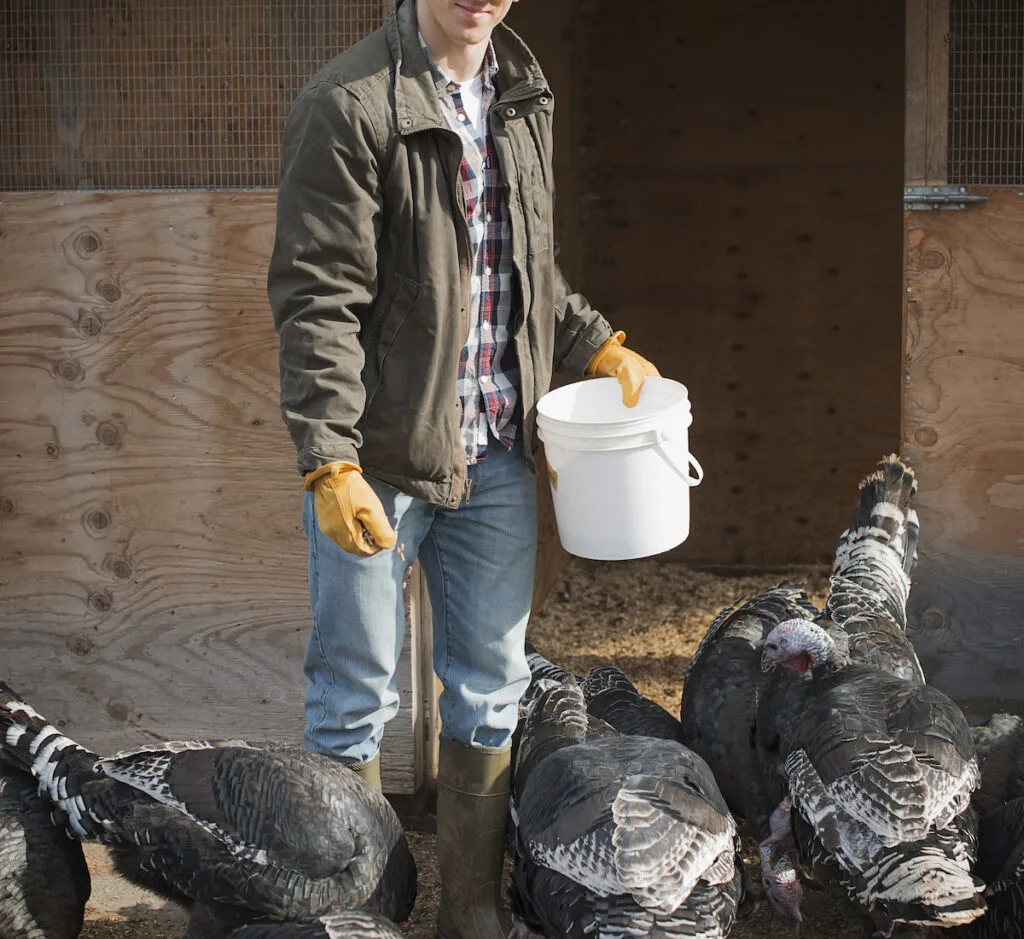 Farmer working and tending to turkeys