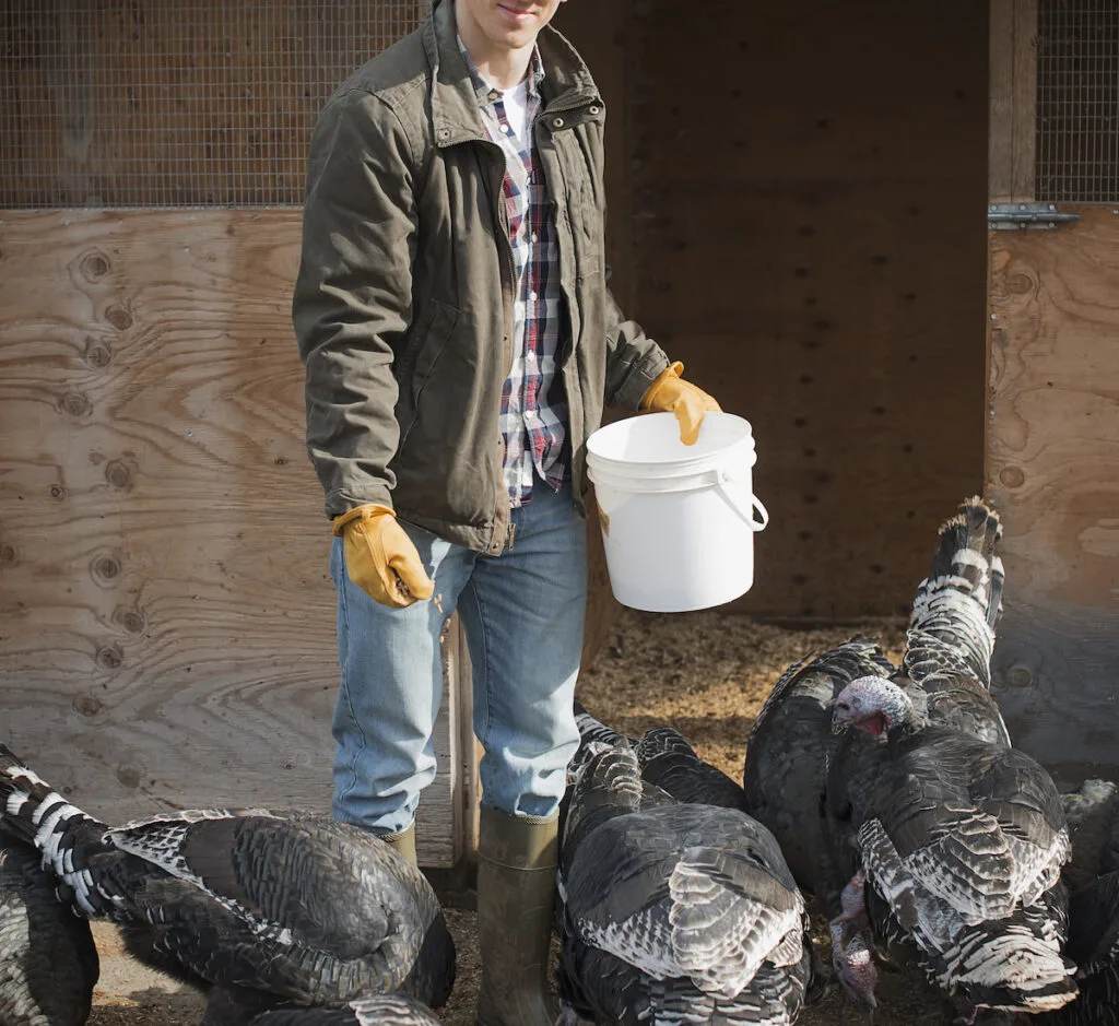 Farmer working and tending to turkeys 