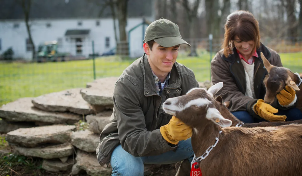 farmers grooming their goats