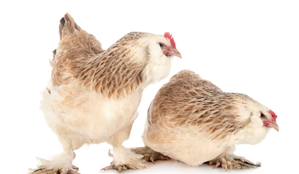 Faverolles chickens on white background