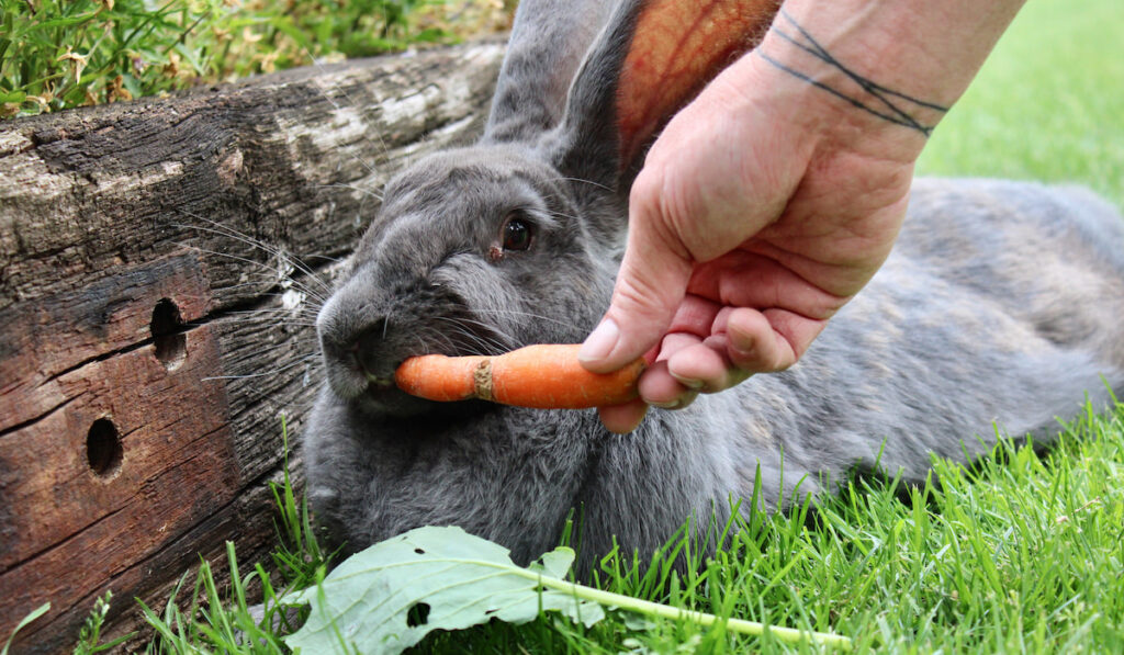 Feeding a carrot to a Flemish giant bunny 