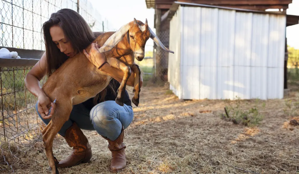 Female Farmer Injecting Goat On Field 