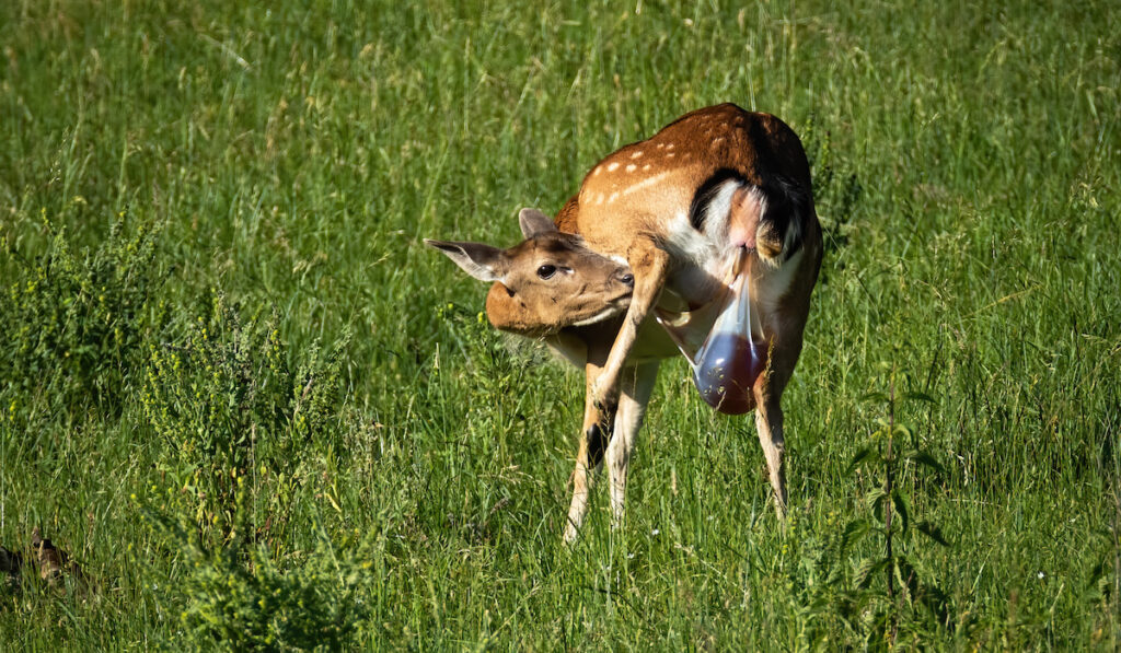 Female fallow deer giving birth with placenta coming out