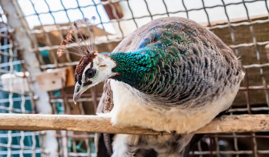 Female peacock in zoo cage close up