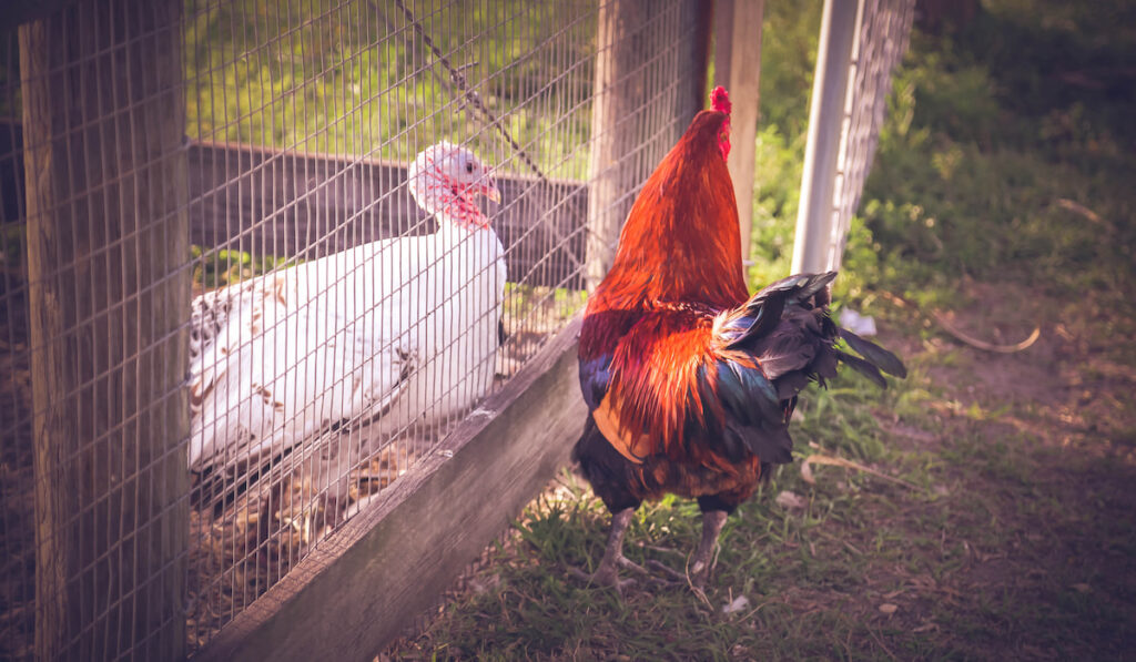 Fence between chicken and turkey