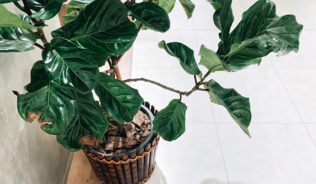 Fiddle leaf fig tree in black pot