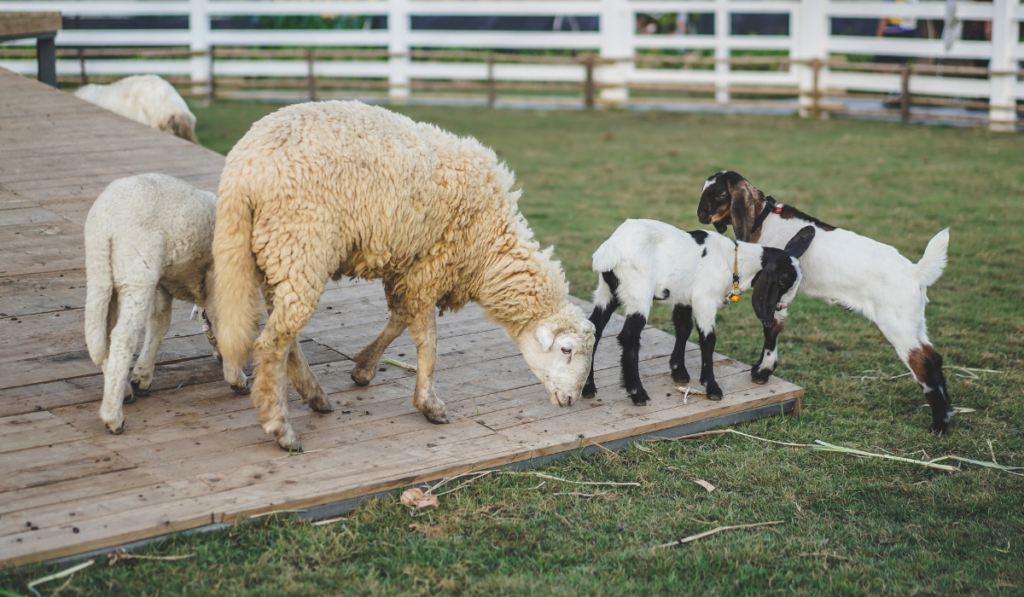 goats and sheeps on farm
