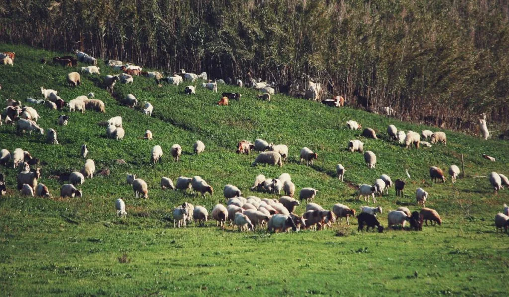 goats and sheeps grazing