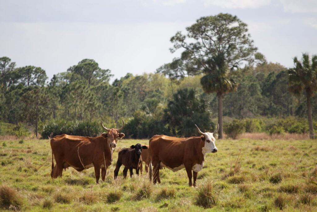 Florida cracker cattle in Indiantown, Florida