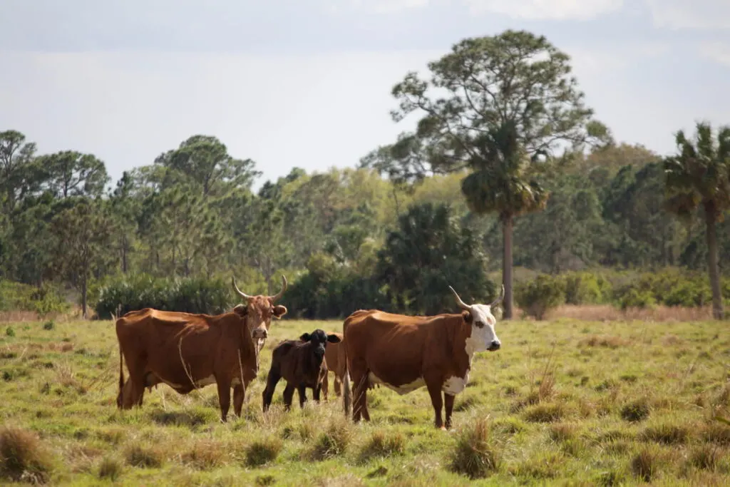 Florida cracker cattle in Indiantown, Florida